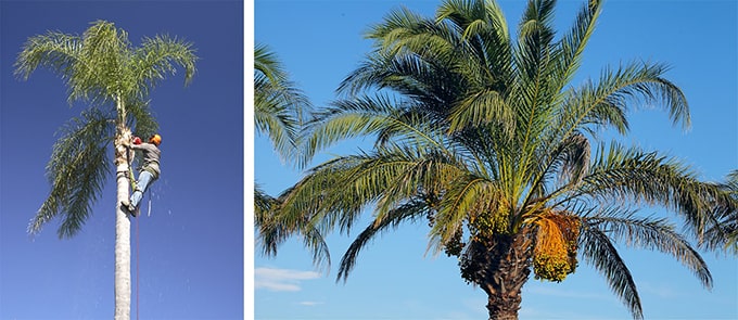 Perth Palm Tree Removal