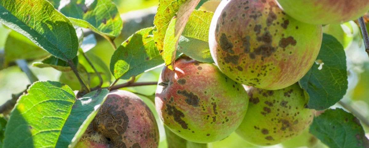 apple tree pests australia - apple tree organic pest control