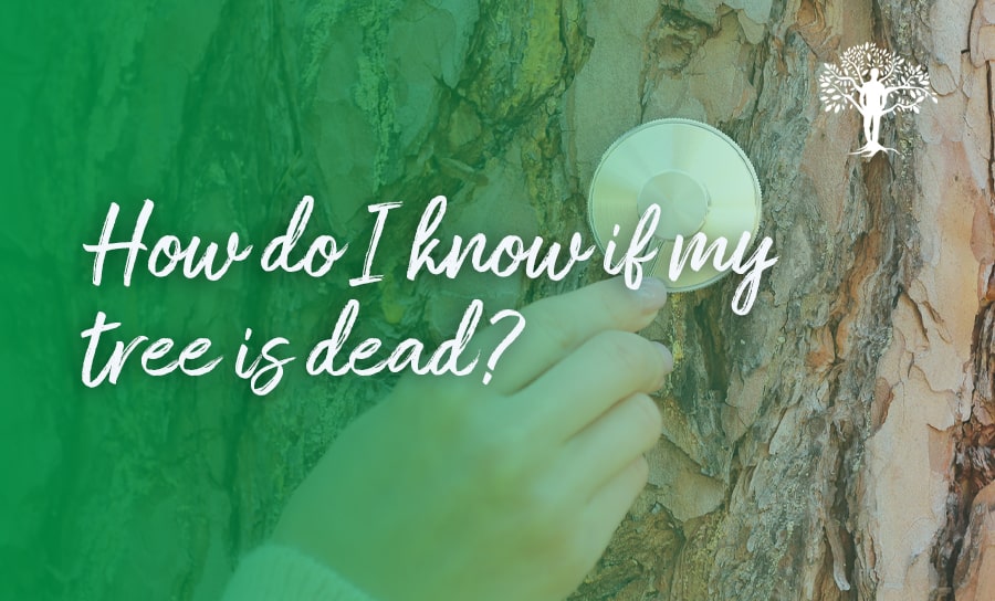how to tell if it is a dead tree