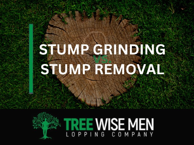 Stump Grinding vs Stump Removal
