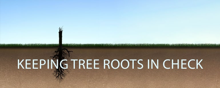 how to stop tree roots from growing back